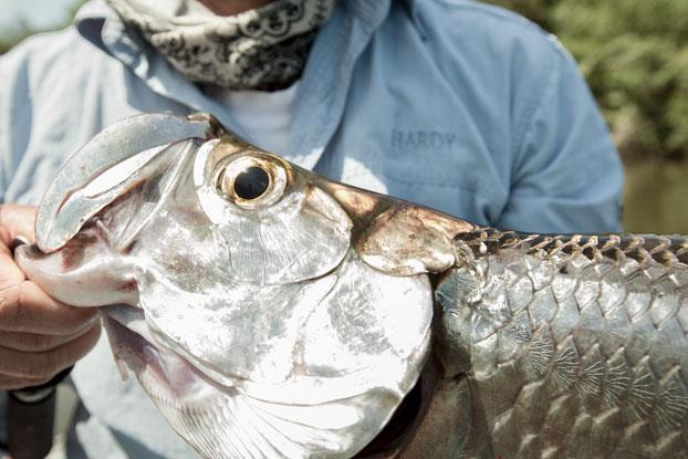 amazing fish - gg0312adventures03.jpg